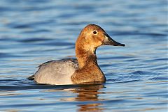 Canvasback